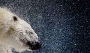 Белый медведь отряхивается от воды. Квебек. 6 марта 2008 год. REUTERS/Mathieu Belanger